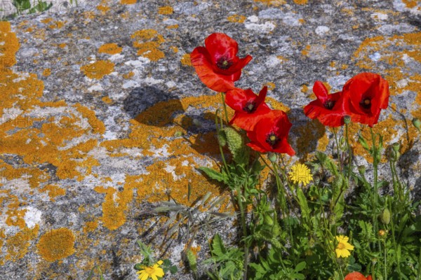 Sardinia, Poppies and Meadow, Tharros, Europe, Province of Oristano, Italy, Ancient, Flowers,