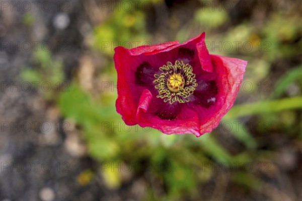Sardinia, Poppy plant (Papaver), Villanova Monteleone, Europe, Province of Sassari, Italy,