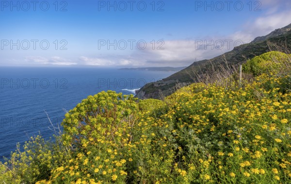 Sardinia, daisies (Leucanthemum) flower field on the coastal road by the sea, blue sky with clouds,