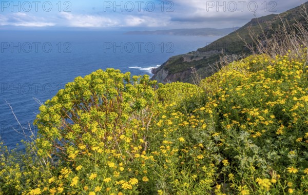 Sardinia, daisies (Leucanthemum) flower field on the coastal road by the sea, blue sky with clouds,