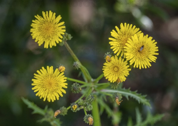 Sardinia, Urospermum dalechampii with beetle, Order of Asteraceae, Villanova Monteleone, Europe,