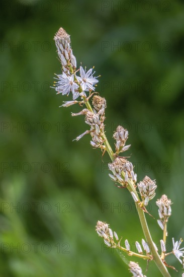 Sardinia, White asphodel (Asphodelus albus), grass tree plant flower, Villanova Monteleone, Europe,