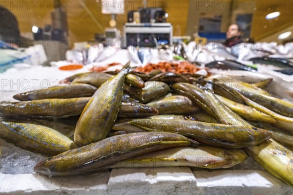 Sardinia, street market and fish market, Alghero, Europe, province of Sassari, Italy, architecture,