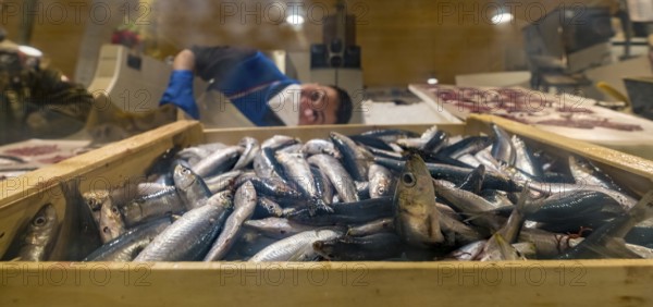 Sardinia, street market and fish market, Alghero, Europe, province of Sassari, Italy, atmosphere,