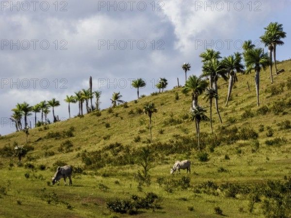 Cattle pasture between Santa Clara and Trinidad Ingenios Valley, Valle de los Ingenios, country