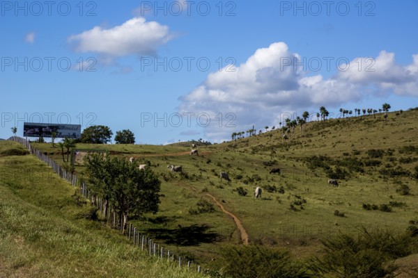 Cattle pasture between Santa Clara and Trinidad Ingenios Valley, Valle de los Ingenios, country