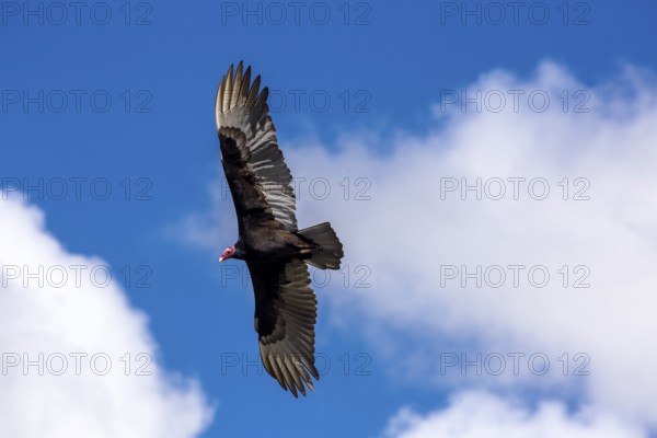 Horned Vulture (Aegypius tracheliotus Syn. Torgos tracheliotus), free-living, Sancti Spíritus,