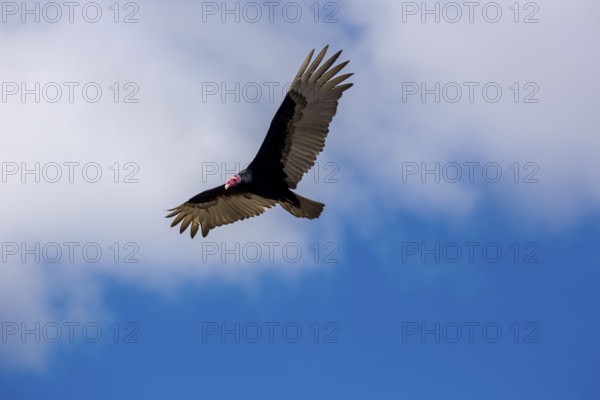 Horned Vulture (Aegypius tracheliotus Syn. Torgos tracheliotus), free-living, Sancti Spíritus,