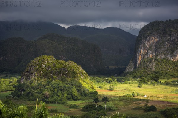 Tobacco fields and the mountains of the Mogotes, Viñales valley with karst mountains, Viñales,