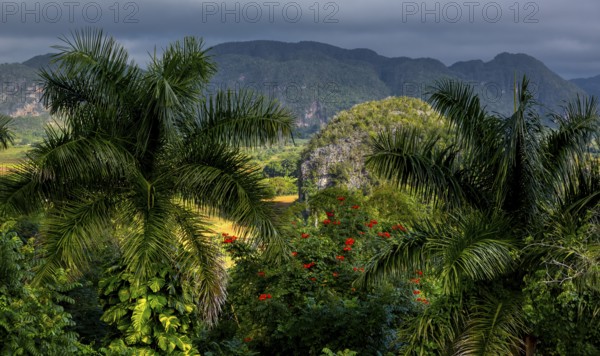 Tobacco fields and the mountains of the Mogotes, Viñales valley with karst mountains, Viñales,