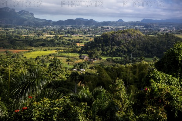 Tobacco fields and the mountains of the Mogotes, Viñales valley with karst mountains, Viñales,