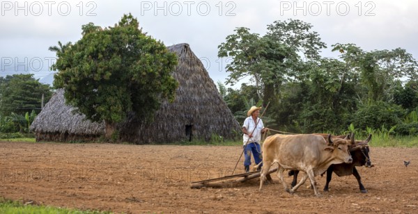 A simple plough being pulled by two oxen, Cuban farmer on a plough pulled by cattle, Viñales, Cuba,
