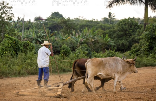 A simple plough being pulled by two oxen, Cuban farmer on a plough pulled by cattle, Viñales, Cuba,