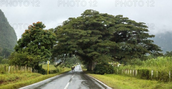 Large trees and a country road with a double traffic line, Viñales, Cuba, Pinar del Río