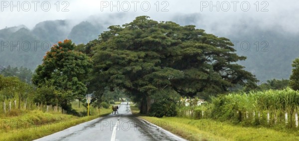 Large trees and a country road with a double traffic line, Viñales, Cuba, Pinar del Río