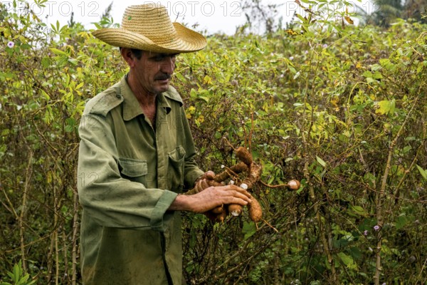 A Cuban farmer harvests manioc, manioc (Manihot esculenta), Viñales, Cuba, Pinar del Río, Viñales,