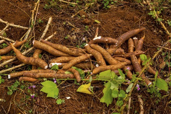 A Cuban farmer harvests manioc, manioc (Manihot esculenta), Viñales, Cuba, Pinar del Río, Viñales,