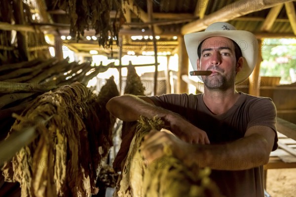 Tobacco farmer, tobacco farmer Luis Manne Alvares Rodrigues smokes a Havana cigar, tobacco farm in