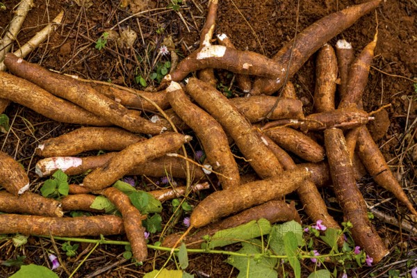 A Cuban farmer harvests manioc, manioc (Manihot esculenta), Viñales, Cuba, Pinar del Río, Viñales,