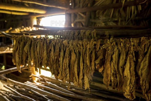 Drying tobacco leaves in a tobacco barn, tobacco farm in the Vinales Valley, Viñales, Cuba, Pinar