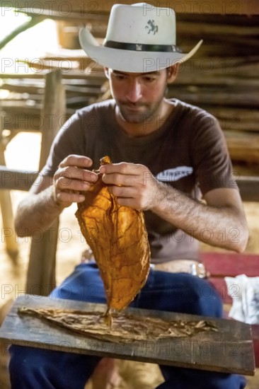 Tobacco farmer, tobacco farmer Luis Manne Alvares Rodrigues cuts and rolls a cigar from a tobacco