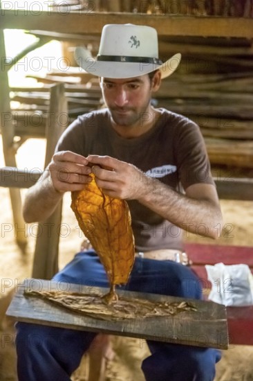 Tobacco farmer Luis Manne Alvares Rodrigues cuts and rolls a cigar from a tobacco roll, tobacco