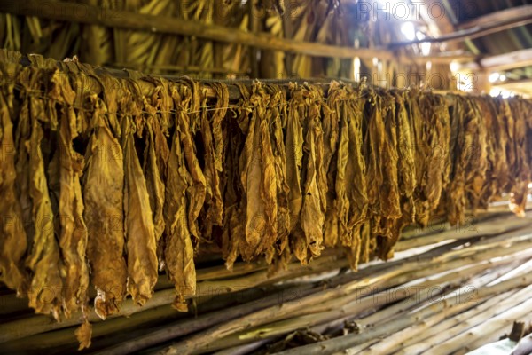 Drying tobacco leaves in a tobacco barn, tobacco farm in the Vinales Valley, Viñales, Cuba, Pinar