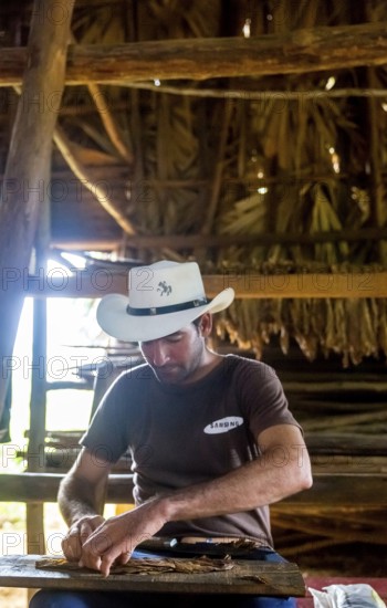 Tobacco farmer, tobacco farmer Luis Manne Alvares Rodrigues cuts and rolls a cigar from a tobacco