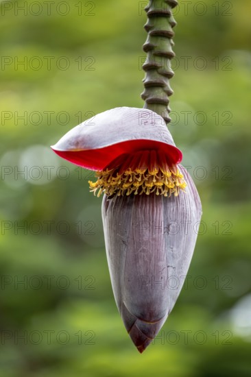 Blossom of a banana (Musa paradisiaca), opened banana blossom, Viñales, Cuba, Pinar del Río, Cuba,