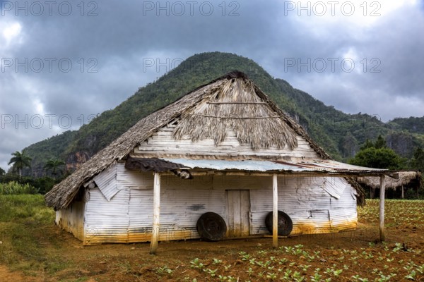 Drying barn for tobacco leaves in the Vinales Valley with hills, Viñales, Cuba, Pinar del Río,