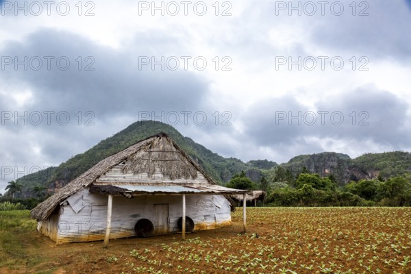 Drying barn for tobacco leaves in the Vinales Valley with hills, Viñales, Cuba, Pinar del Río,
