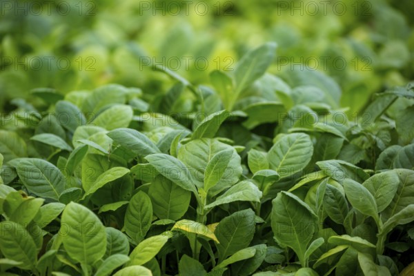 Tobacco (Nicotiana), planting bed for tobacco plants, cultivation of tobacco plants, Cuba, Pinar
