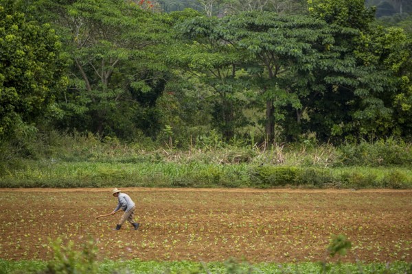 Tobacco (Nicotiana), Baür works his tobacco field in the Vinales Valley, Cuba, Pinar del Río, Cuba,