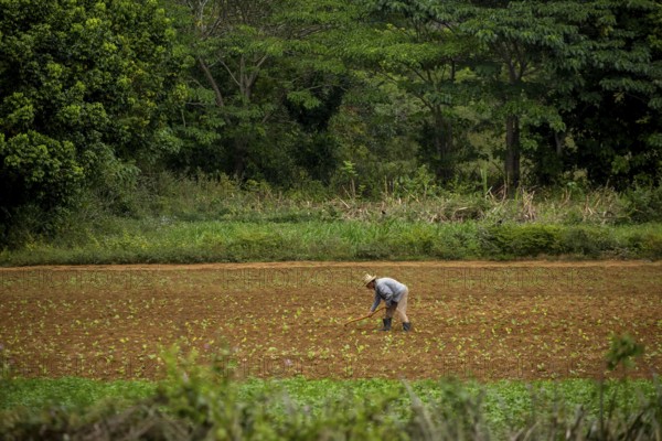 Tobacco (Nicotiana), Baür works his tobacco field in the Vinales Valley, Cuba, Pinar del Río, Cuba,