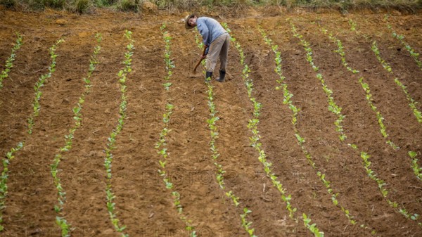 Tobacco (Nicotiana), Baür works his tobacco field in the Vinales Valley, Cuba, Pinar del Río, Cuba,