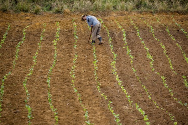 Tobacco (Nicotiana), Baür works his tobacco field in the Vinales Valley, Cuba, Pinar del Río, Cuba,