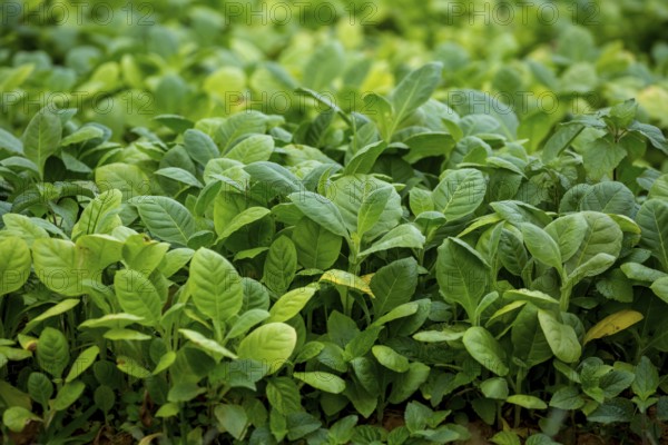 Tobacco (Nicotiana), planting bed for tobacco plants, cultivation of tobacco plants, Cuba, Pinar