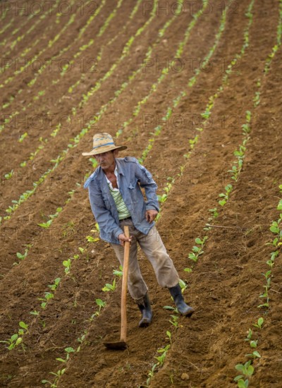 Tobacco (Nicotiana), Baür works his tobacco field in the Vinales Valley, Cuba, Pinar del Río, Cuba,