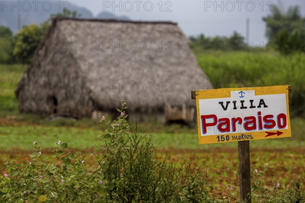 Barn covered with leaves for drying tobacco leaves, Viñales, Cuba, Pinar del Río, Cuba, Viñales,