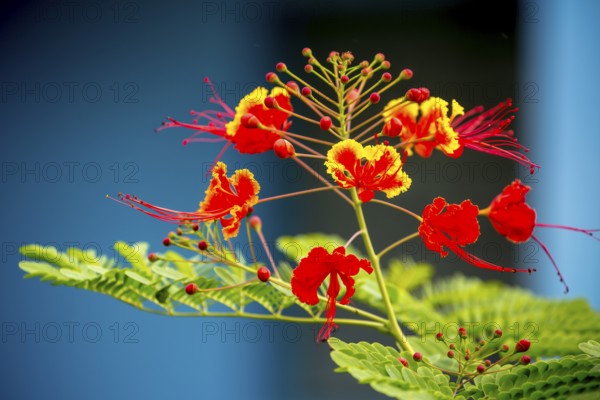 Red and yellow flowering plant in a Cuban ornamental garden in the Vinales Valley Viñales, Cuba,