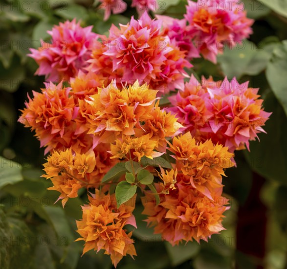 Flowering bougainvillea or triplet flower (Bougainvillea glabra), bougainvilla, flowers of the
