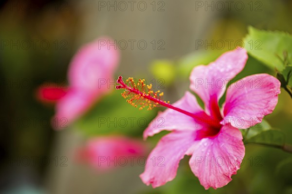 Pink Hibiscus (Hibiscus clayi), Hibiscus, Hibiscus flower, Viñales, Cuba, Pinar del Río, Cuba,