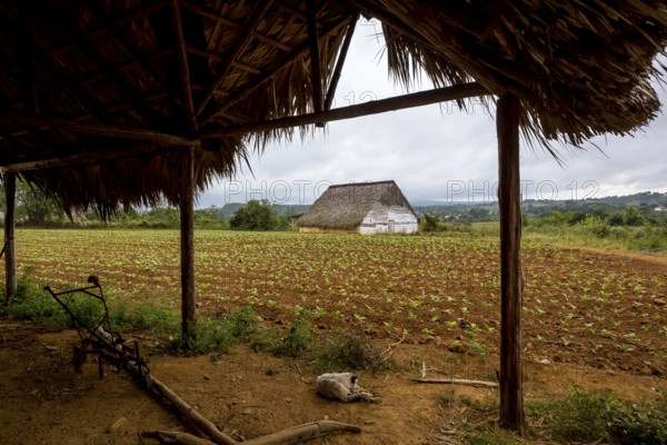 Leaf-covered shelter near a drying barn for tobacco plants, Viñales, Cuba, Pinar del Río, Cuba,