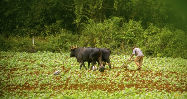 Baür flügt mit zwei Bullen eeinen Tabakacker, Tobacco field, Agriculture, Tobacco (Nicotiana),