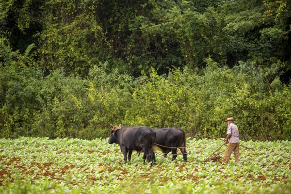 Baür flügt mit zwei Bullen eeinen Tabakacker, Tobacco field, Agriculture, Tobacco (Nicotiana),