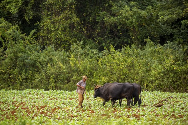 Baür flügt mit zwei Bullen eeinen Tabakacker, Tobacco field, Agriculture, Tobacco (Nicotiana),