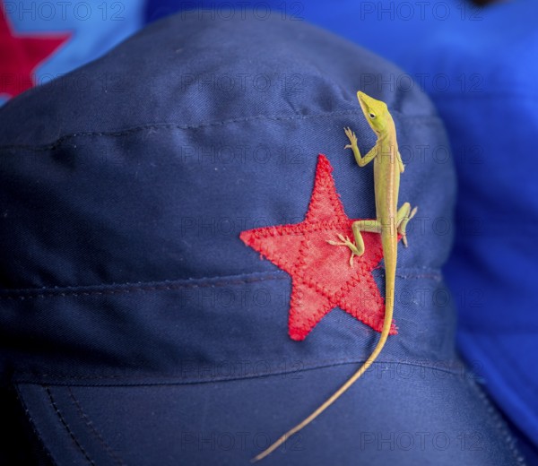 Blue cap with red soviet star and gecko (Gekkonidae), La Habana, Cuba, Caribbean, Central America,