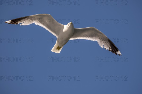 Flying mantled seagull, Larus marinus, spread wings, blue sky, Bakka, Sogn og Fjordane, Norway,