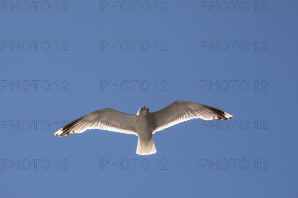 Flying mantled seagull, Larus marinus, spread wings, blue sky, Bakka, Sogn og Fjordane, Norway,