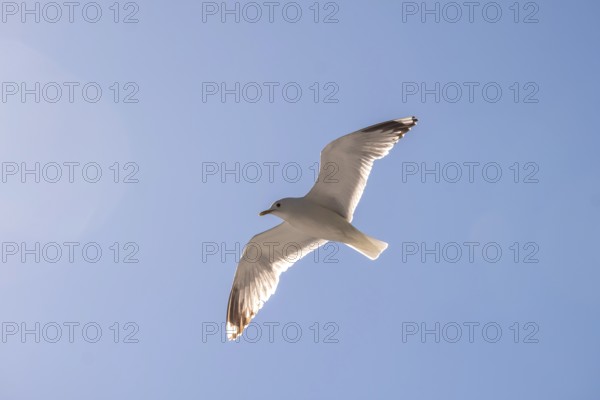 Flying mantled seagull, Larus marinus, spread wings, blue sky, Bakka, Sogn og Fjordane, Norway,